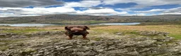 Springador dogs for sale: 🐾 Loving Home Wanted for Our Springerdor  - Advert 5