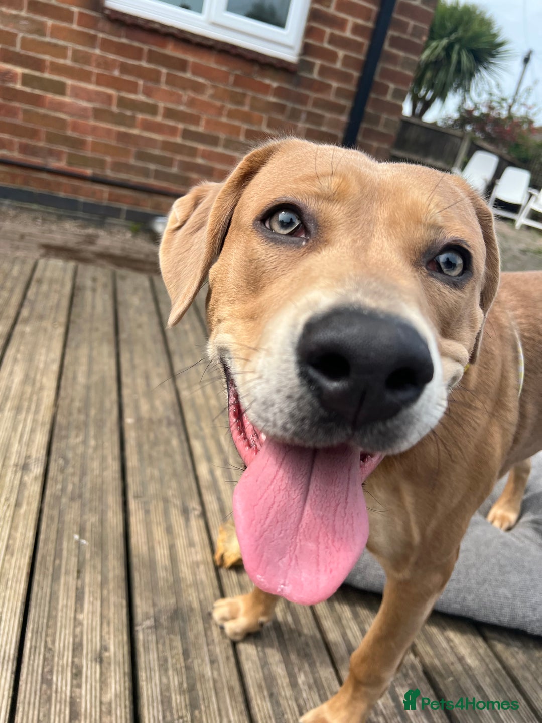 Mixed Breed dogs for sale: 11 month old Mastiff Cross  - Image 4