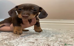 Miniature Dachshund dogs for sale: KC Registered Miniature Dachshund - 2 Boys Left! - Image 27