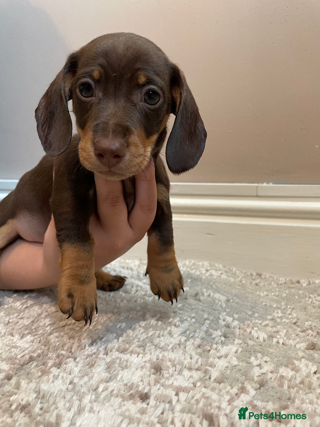 Miniature Dachshund dogs for sale: KC Registered Miniature Dachshund - 2 Boys Left! - Image 27
