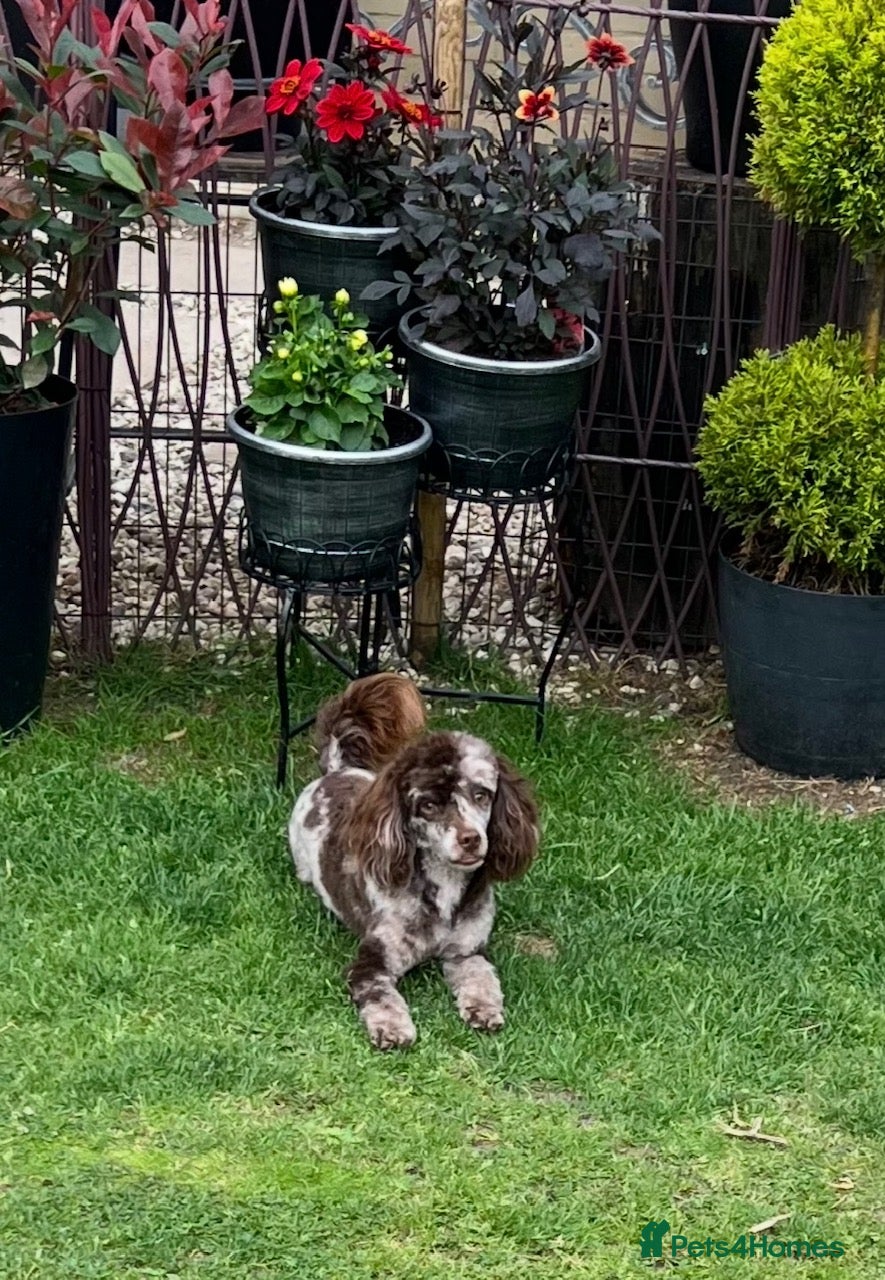 Toy Poodle dogs STUNNING Health Tested Toy Poodle for STUD - Advert 6