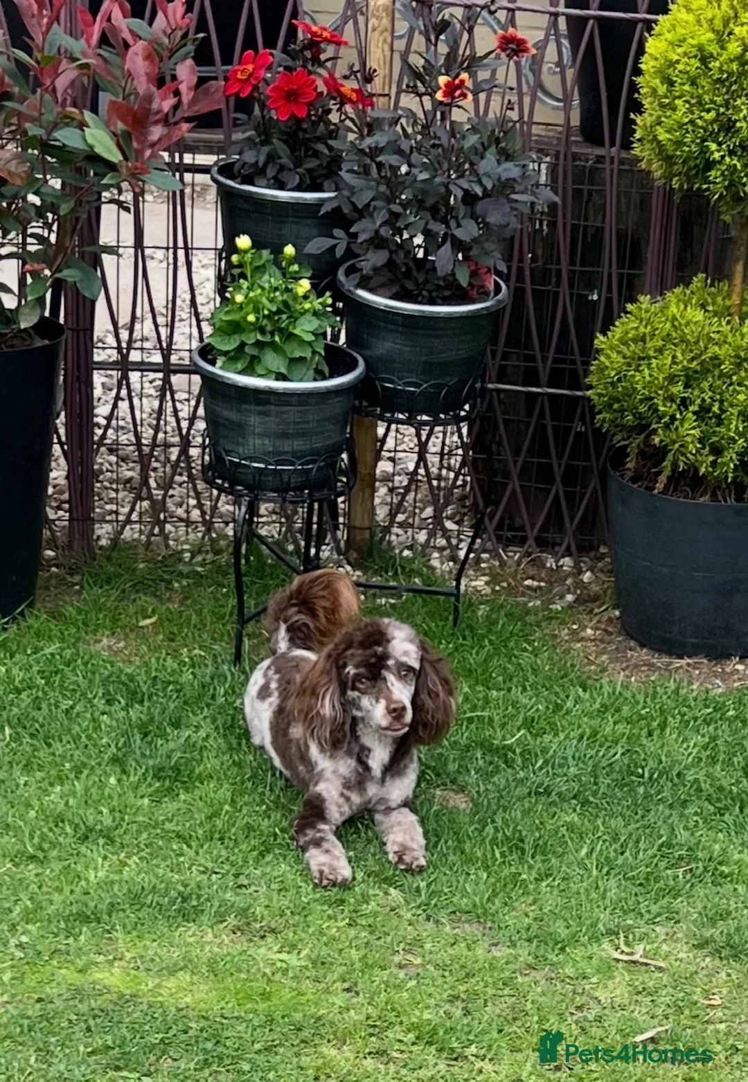 Toy Poodle dogs for stud: STUNNING Health Tested Toy Poodle for STUD - Advert 1