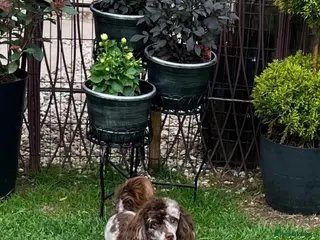 Toy Poodle dogs STUNNING Health Tested Toy Poodle for STUD - Advert 6