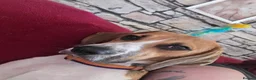Mixed Breed dogs for sale: Amazing loyal beagle - Advert 9