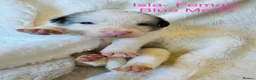 Border Collie dogs for sale: Pure Bred Border Collie Puppies For Sale - Advert 16