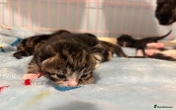 Mixed Breed cats for sale: 5 Gorgeous kittens for reserve - Image 23