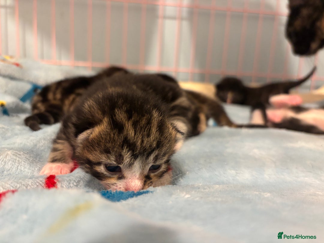 Mixed Breed cats for sale: 5 Gorgeous kittens for reserve - Image 23