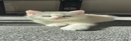 British Shorthair cats for sale: Stunning GCCF Gold/Silver Tipped BSH Kittens - Advert 5