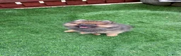 Pomeranian dogs for sale: 2 stunning male Pomeranian ready for new homes now - Advert 12