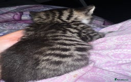 Bengal cats for sale: Beautiful Kittens - Image 8