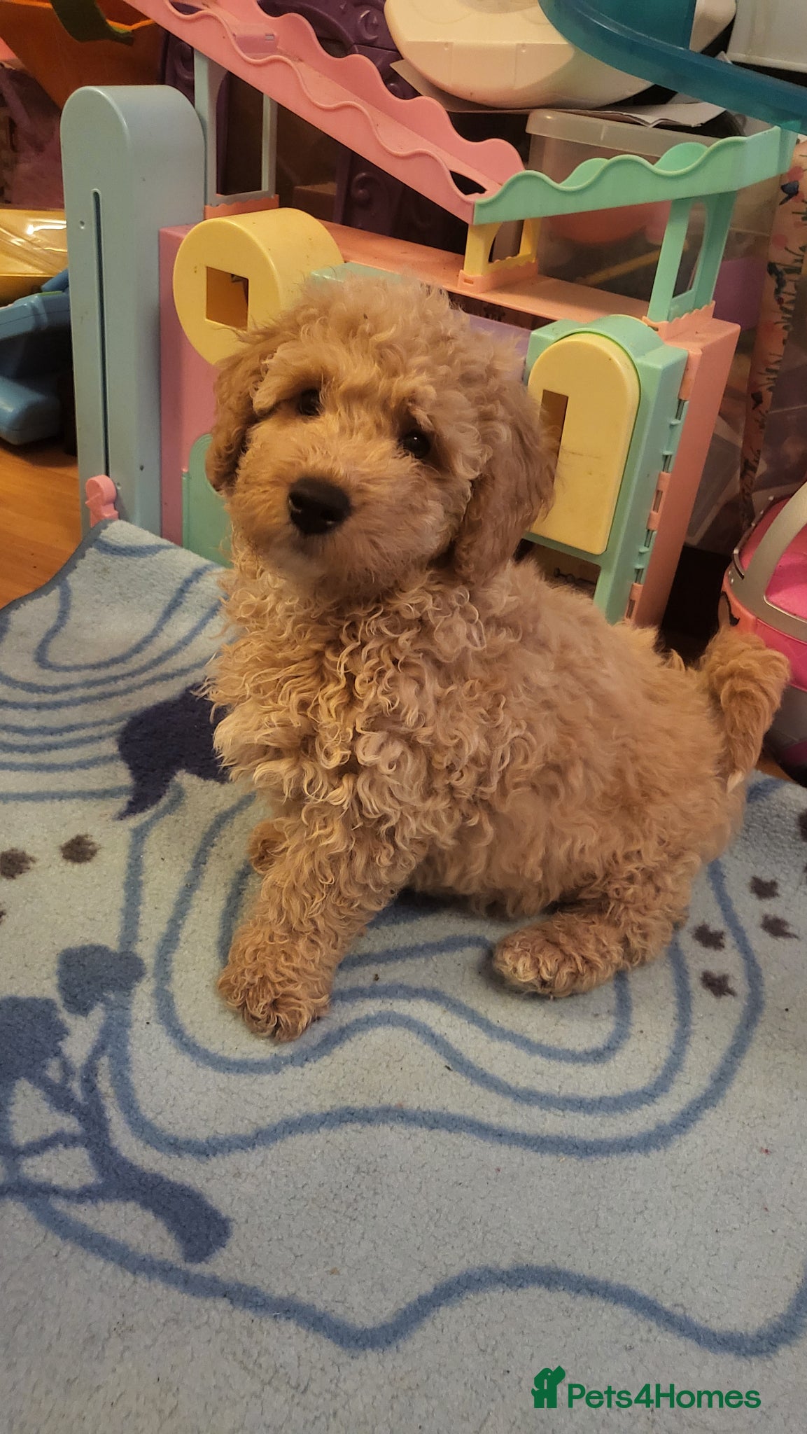 Maltipoo dogs Maltipoo  - Advert 5