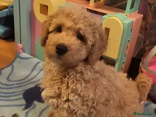 Maltipoo dogs Maltipoo - Advert 5