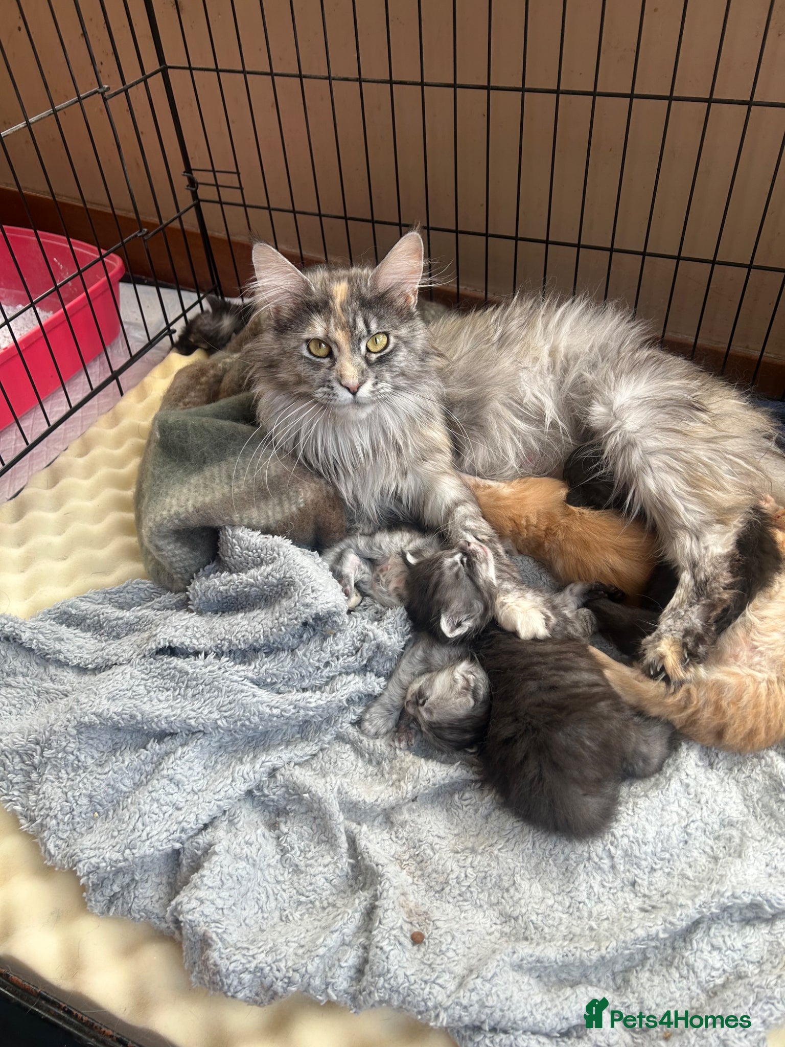 Maine Coon cats for sale: 6 Maine coon kittens for sale  in Brechin - Advert 1