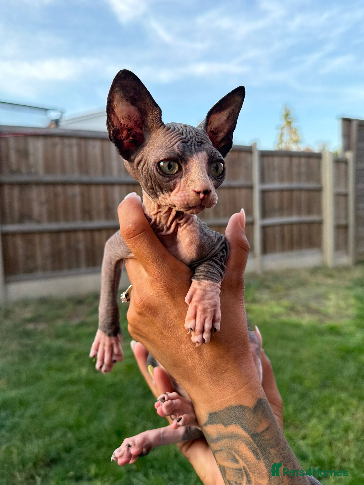 Sphynx cats 6 tica registered Sphynx Kittens - Advert 2