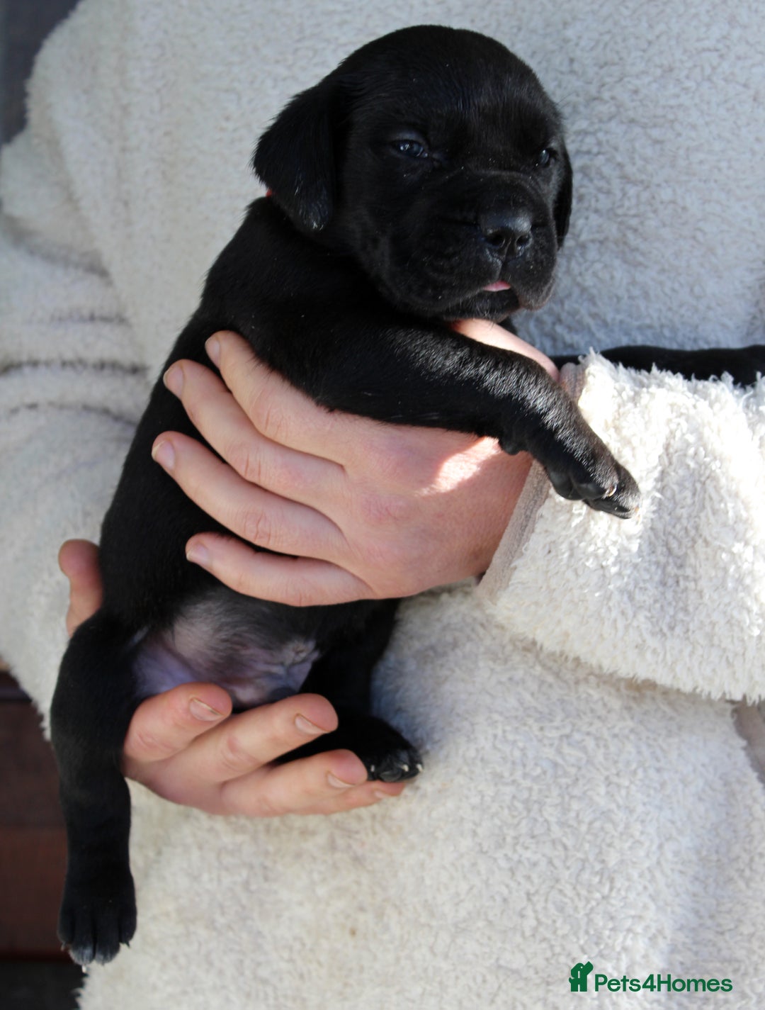 Cane Corso dogs for sale: Cane Corso Puppies from Exceptional Bloodlines, - Advert 28