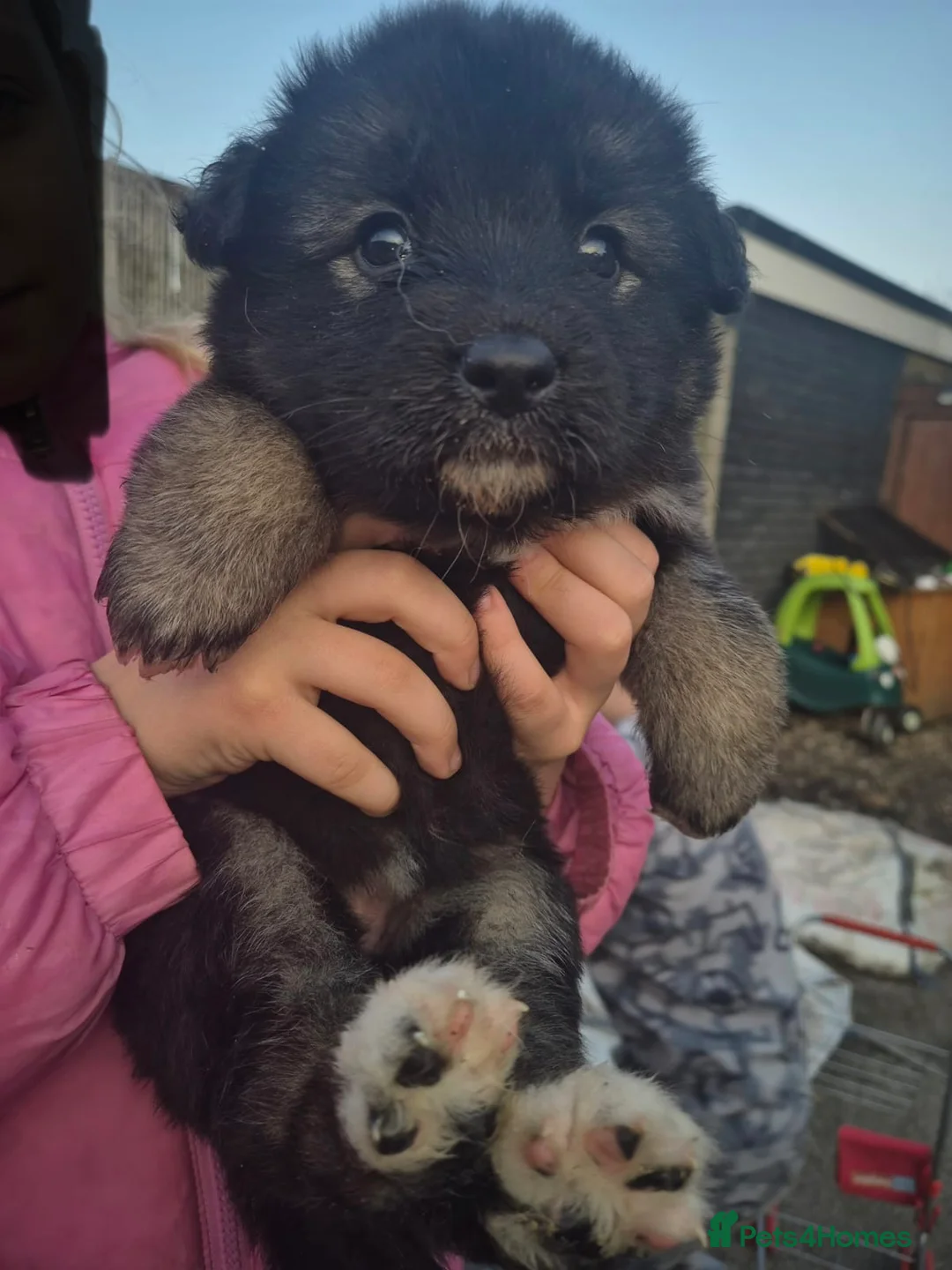 Mixed Breed dogs for sale: Stunning American shephards  - Advert 2