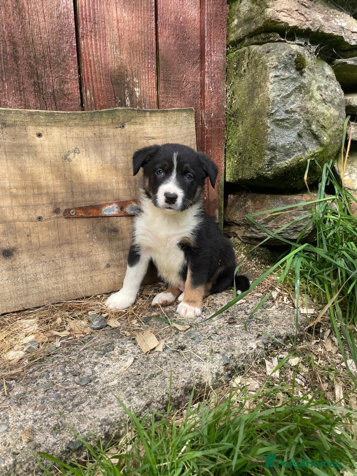 Border Collie dogs Border collies  - Advert 1