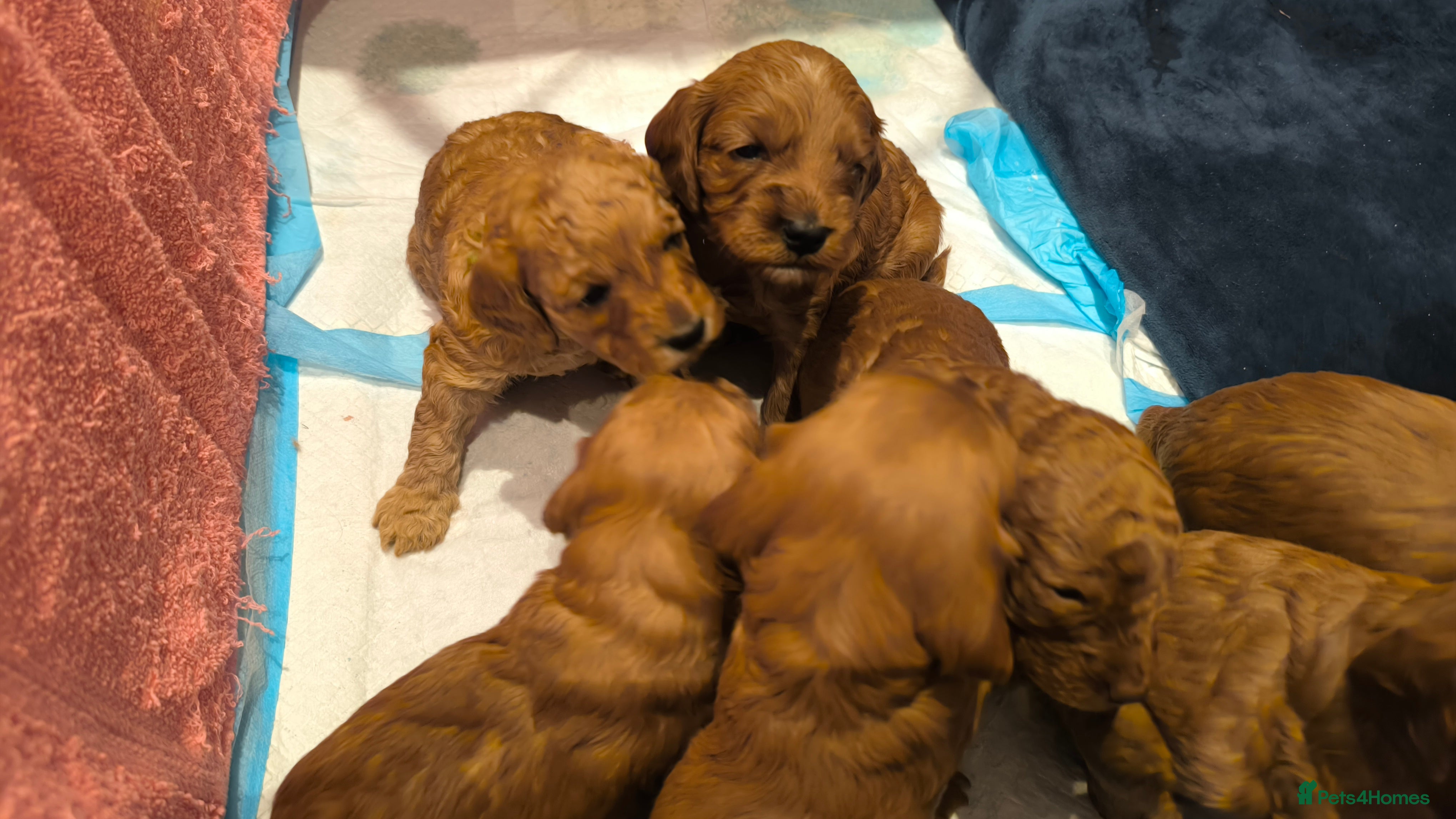 Cockapoo dogs Red Fox Cockapoo Puppies For Sale In Glasgow - Advert 12