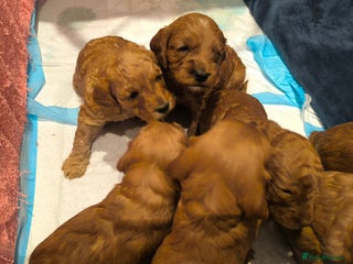 Cockapoo dogs Red Fox Cockapoo Puppies For Sale In Glasgow - Advert 12