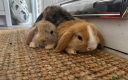 Mini Lop rabbits for sale: Mini Lop Bunnies (3 Girls Ready now) More 15th Aug - Image 15