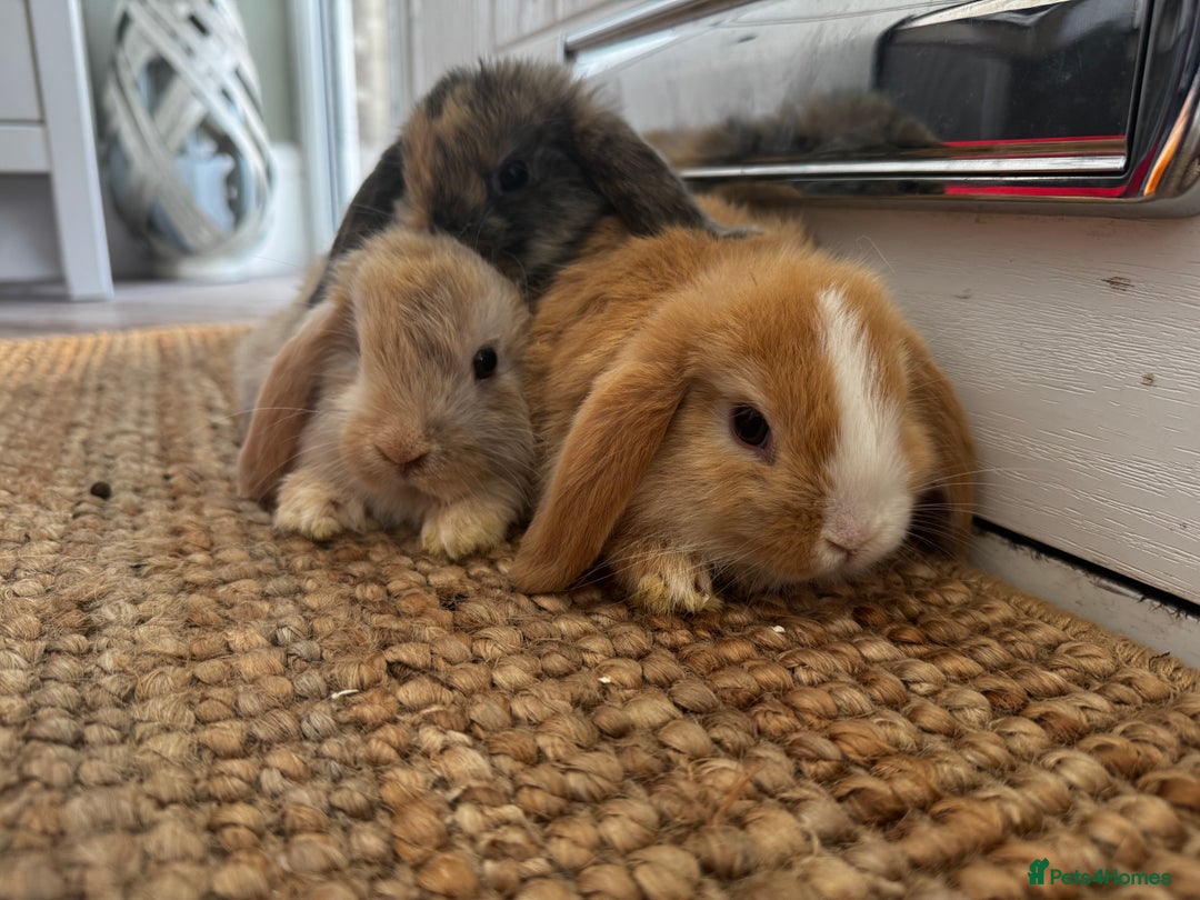 Mini Lop rabbits for sale: Mini Lop Bunnies (3 Girls Ready now) More 15th Aug - Image 15