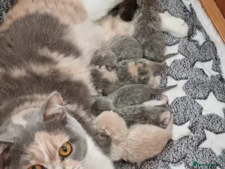 British Shorthair cats Cream British shorthair boy kitten - Advert 13