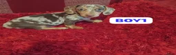 Dachshund dogs for sale: pedigree miniature dachshunds - Advert 9