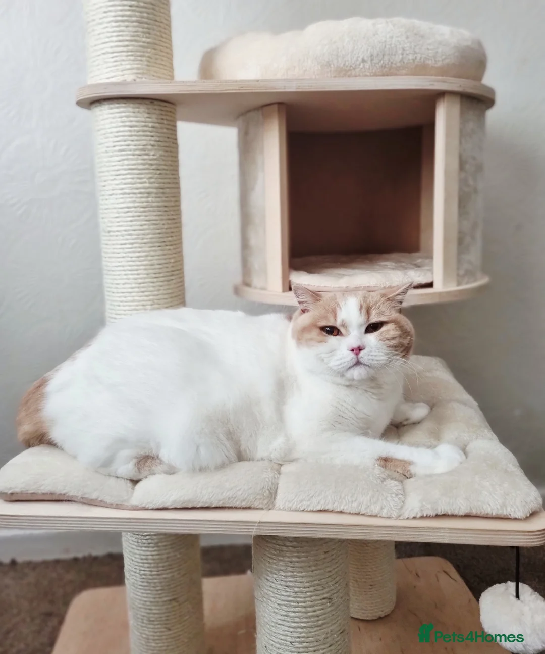 British Shorthair cats for sale: Two Beautiful British Shorthair Females  - Advert 1