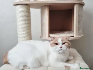 British Shorthair cats Two Beautiful British Shorthair Females - Advert 1