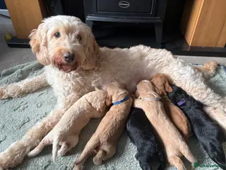 Cockapoo dogs Beautiful litter of F2b Cockapoos!🦌🐶 - Advert 1