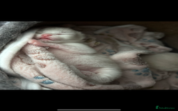 Ragdoll cats for sale: 2 female blue bicoloured ragdolls for sale🤍 - Image 9