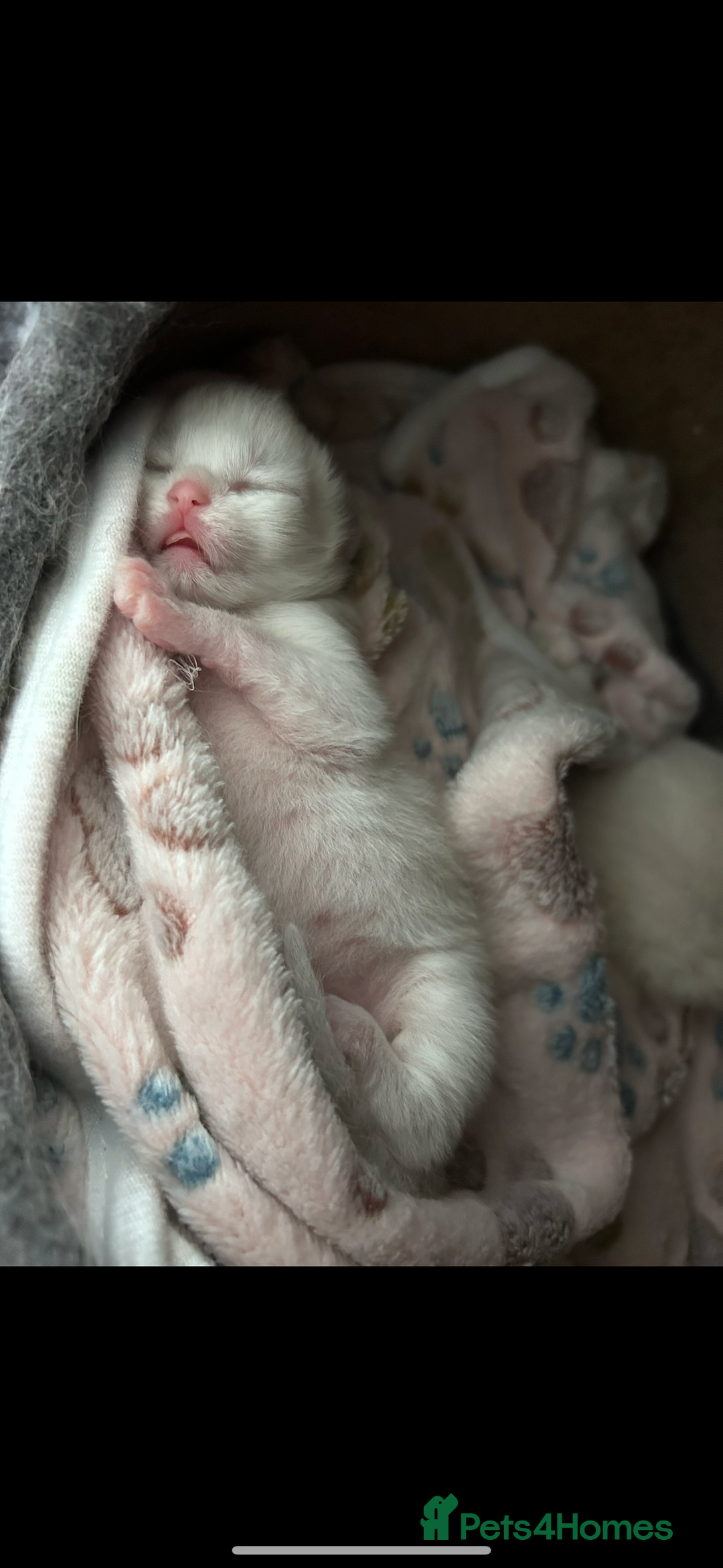 Ragdoll cats for sale: 2 female blue bicoloured ragdolls for sale🤍 - Image 9