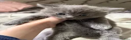 Mixed Breed cats for sale: Two cute girlies  - Advert 3