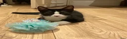 Domestic Shorthair cats for sale: Gorgeous Kittens Ready for their Forever Homes - Advert 16