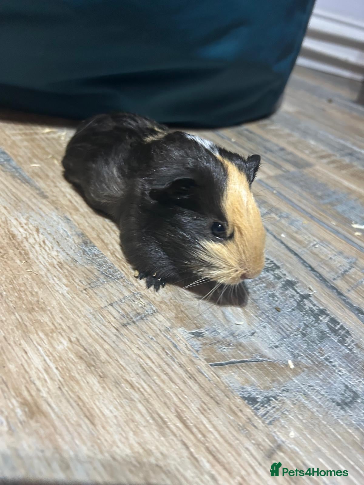 Guinea Pig rodents ⭐ Cute Male Guinea Pig – £30 - Advert 18