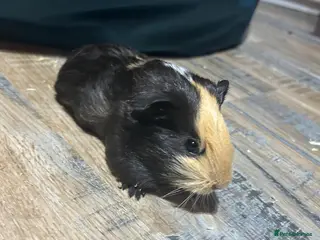 Guinea Pig rodents ⭐ Cute Male Guinea Pig – £30 - Advert 18