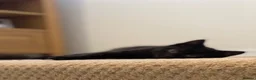 Mixed Breed cats for sale: Beautiful black kitten - girl - Advert 7
