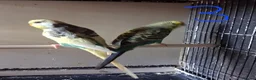 Budgerigars birds for sale: Budgies breeding pairs  - Advert 6