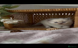 Ragdoll cats for sale: Cherubim Ragdoll Kittens TICA Mink Lynx - Image 18