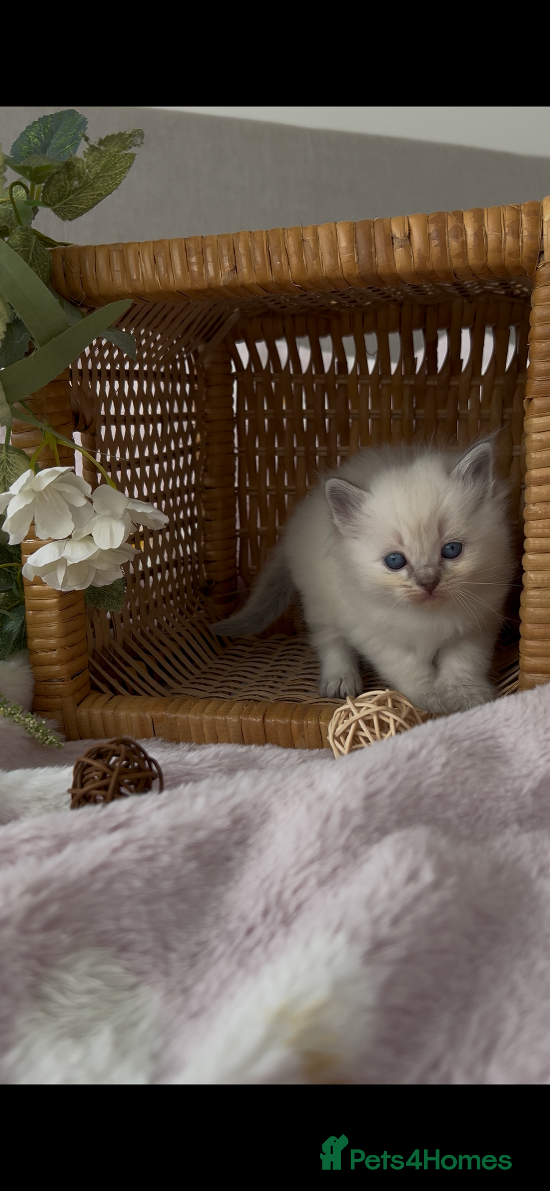 Ragdoll cats for sale: Cherubim Ragdoll Kittens TICA Mink Lynx - Image 18
