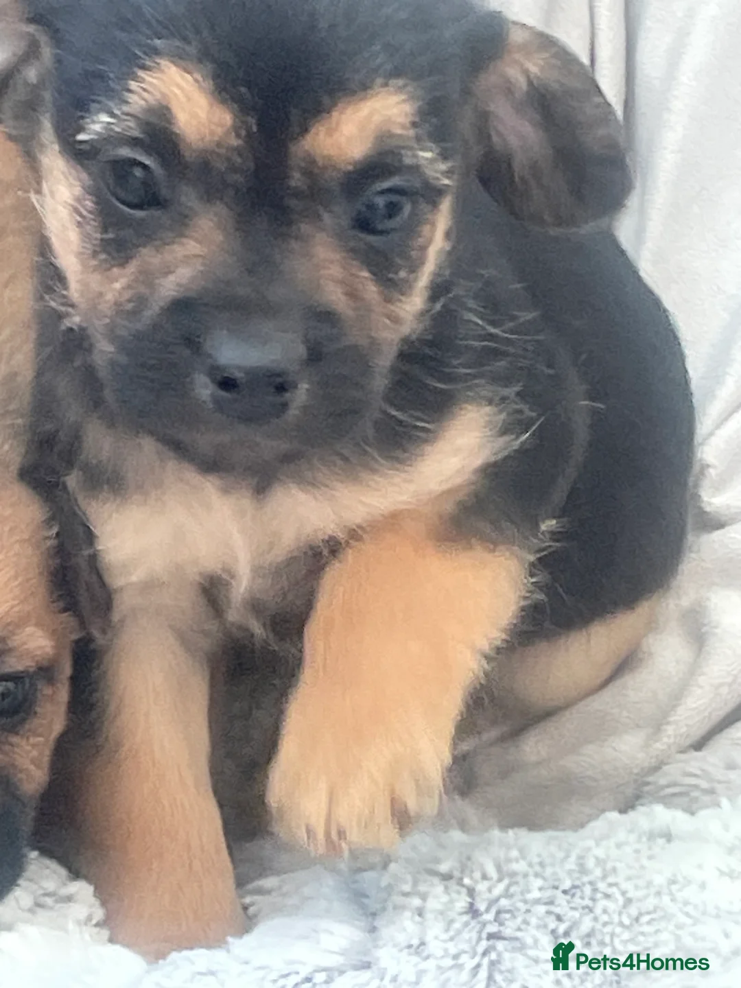 Mixed Breed dogs for sale: Adorable Frenchie-Poodle  **last male  - Advert 16