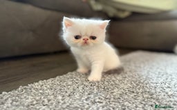 Exotic cats for sale: 4 beautiful exotic shorthair girls  - Image 2