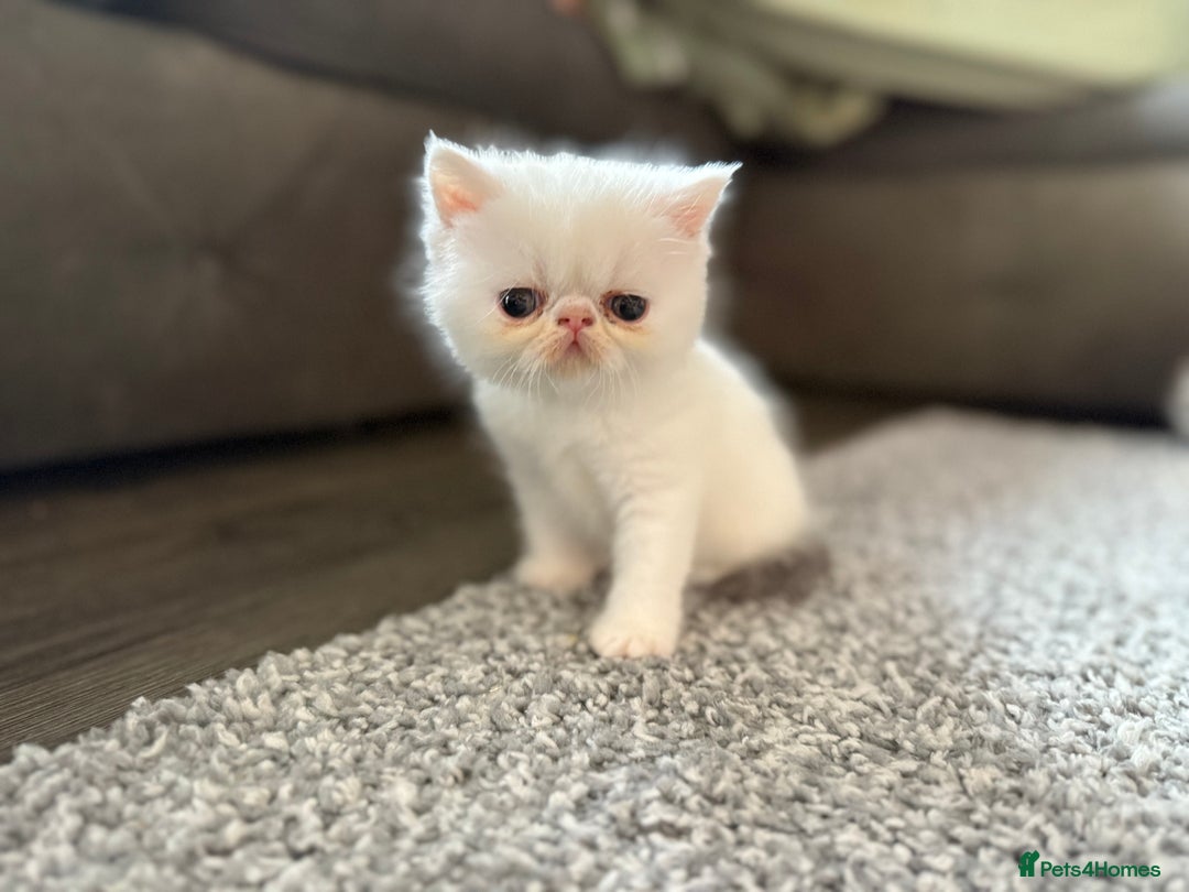 Exotic cats for sale: 4 beautiful exotic shorthair girls  - Image 2