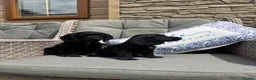 Cocker Spaniel dogs for sale: 2 Stunning black cocker girls (council licensed) - Advert 10