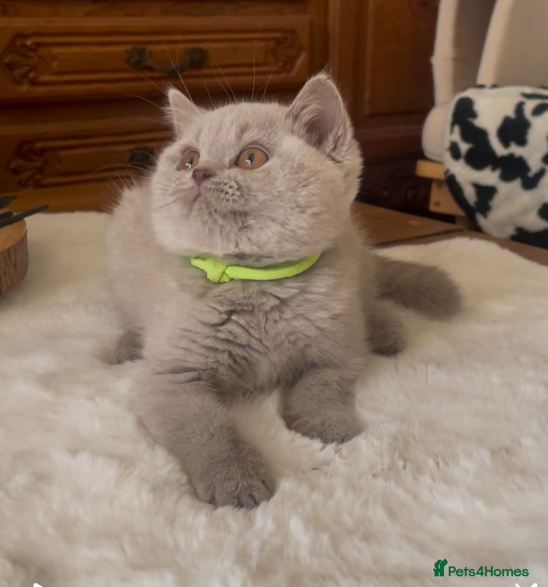 British Shorthair cats for sale: Two Beautiful BSH girls Champion line  - Image 8
