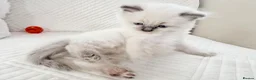 Ragdoll cats for sale: 3 Blue Point Kittens for sale - All Boys!! - Advert 12