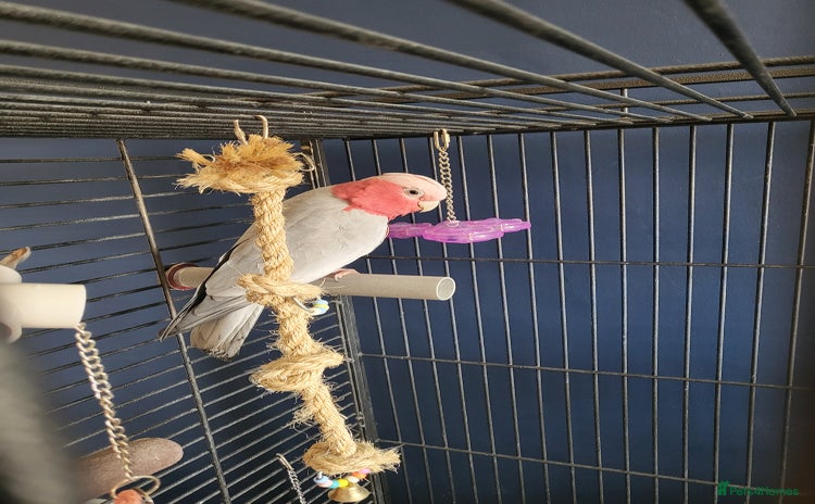 Parrots birds - Advert 11