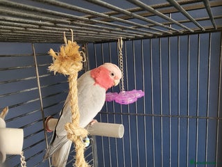 Parrots birds - Advert 6