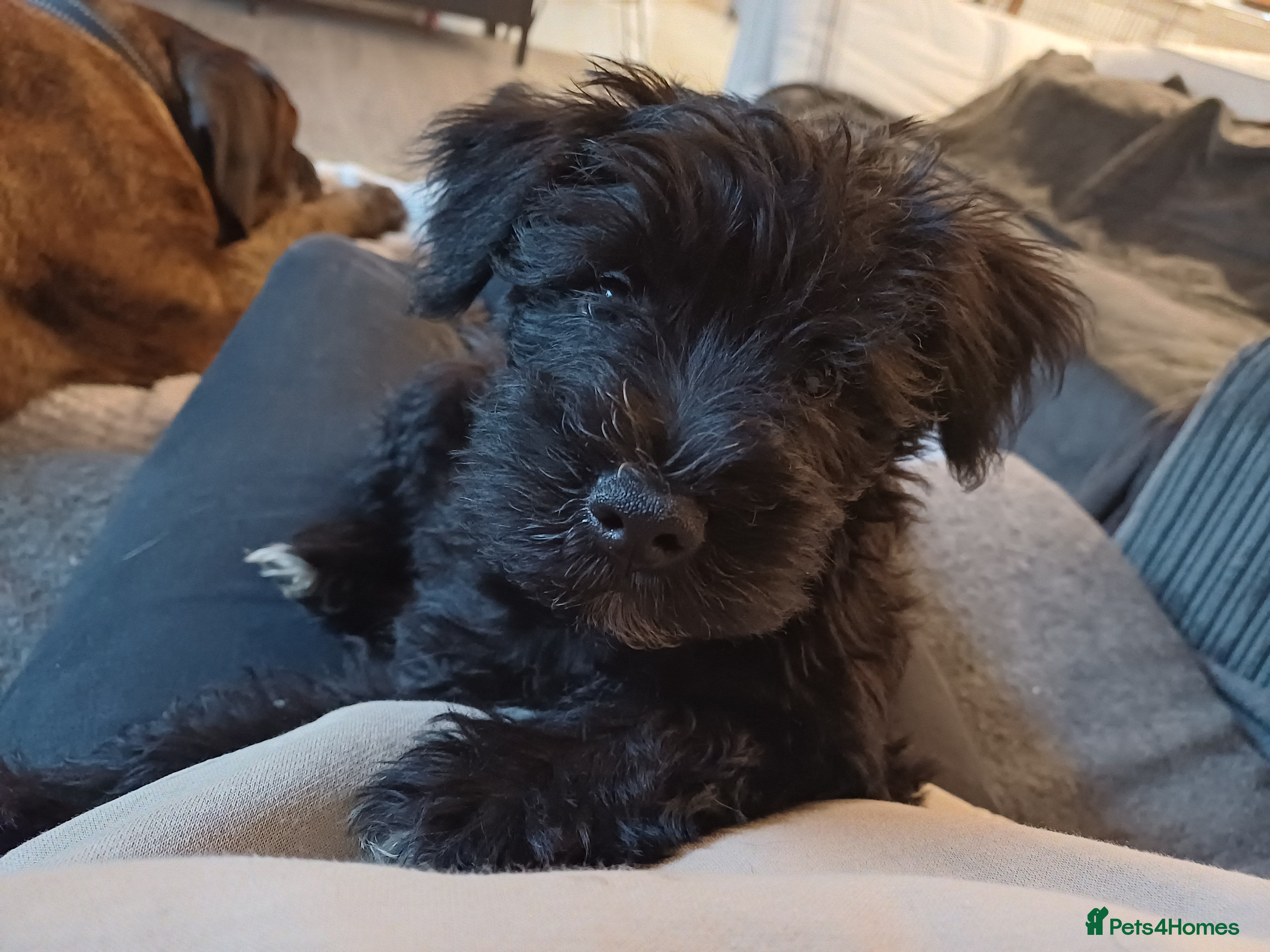 Miniature Schnauzer dogs LAST PUP - Miniature Schnauzers  - Advert 12