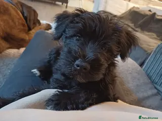 Miniature Schnauzer dogs LAST PUP - Miniature Schnauzers - Advert 12